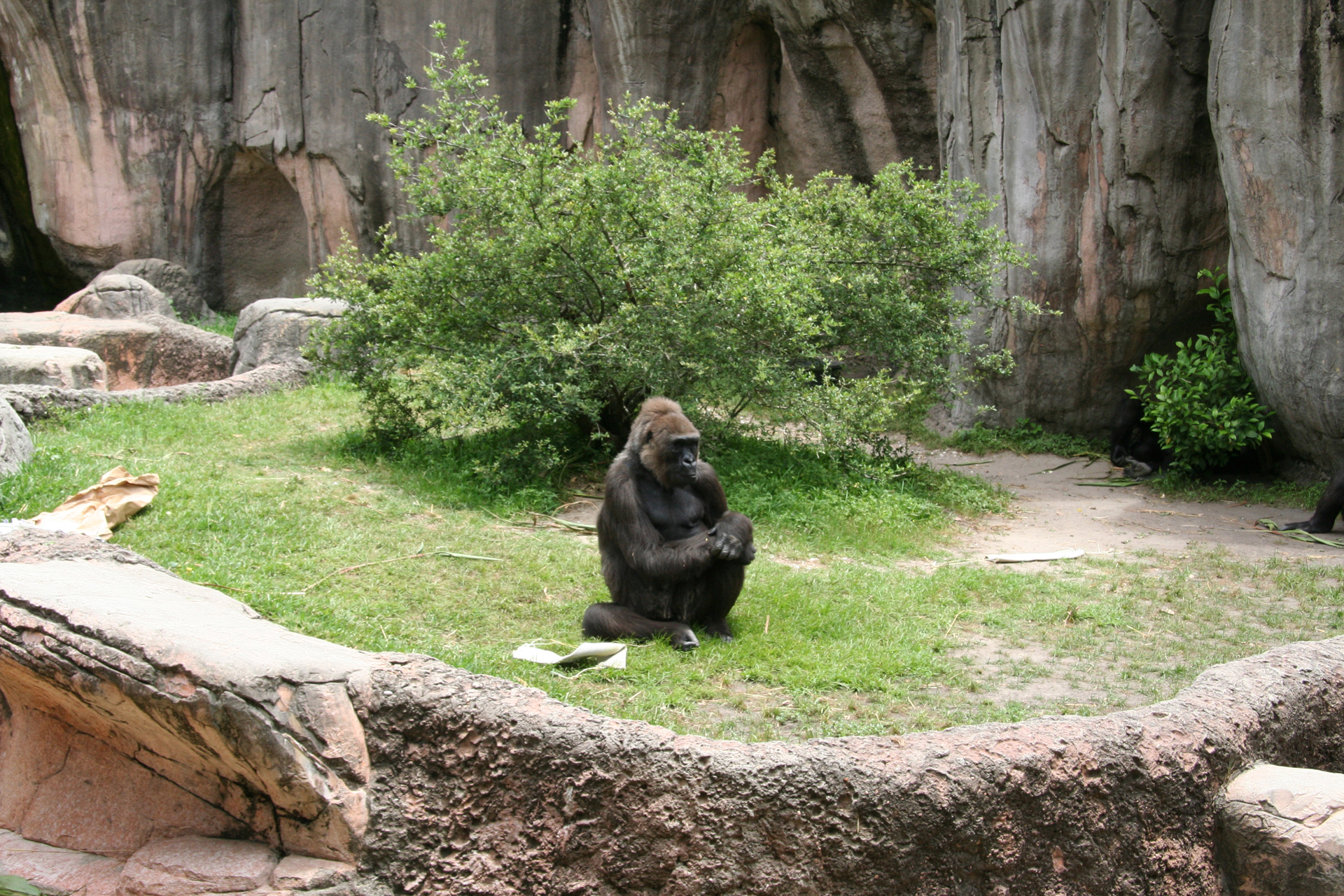 Gorilla-Dame „Alila“ genießt einen ruhigen Moment/Female gorilla |dq|Alila|dq| enjoying a quiet moment